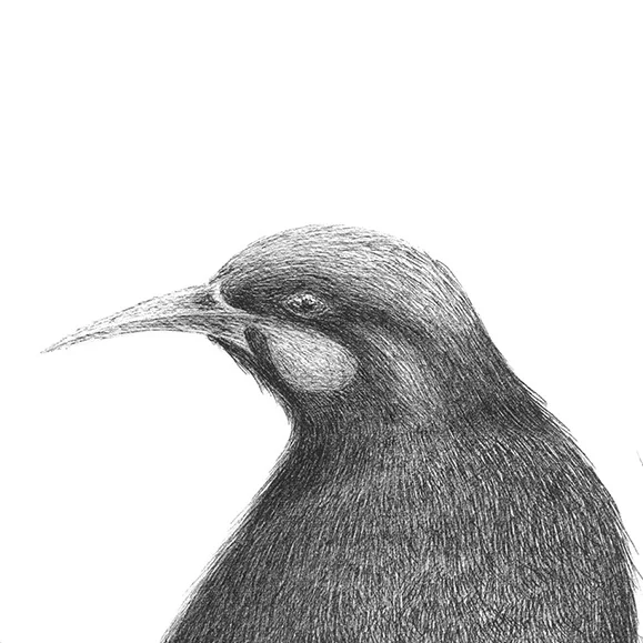 Huia+Artwork+Huias+perched+in+a+hinau+tree+close+up+male.jpg