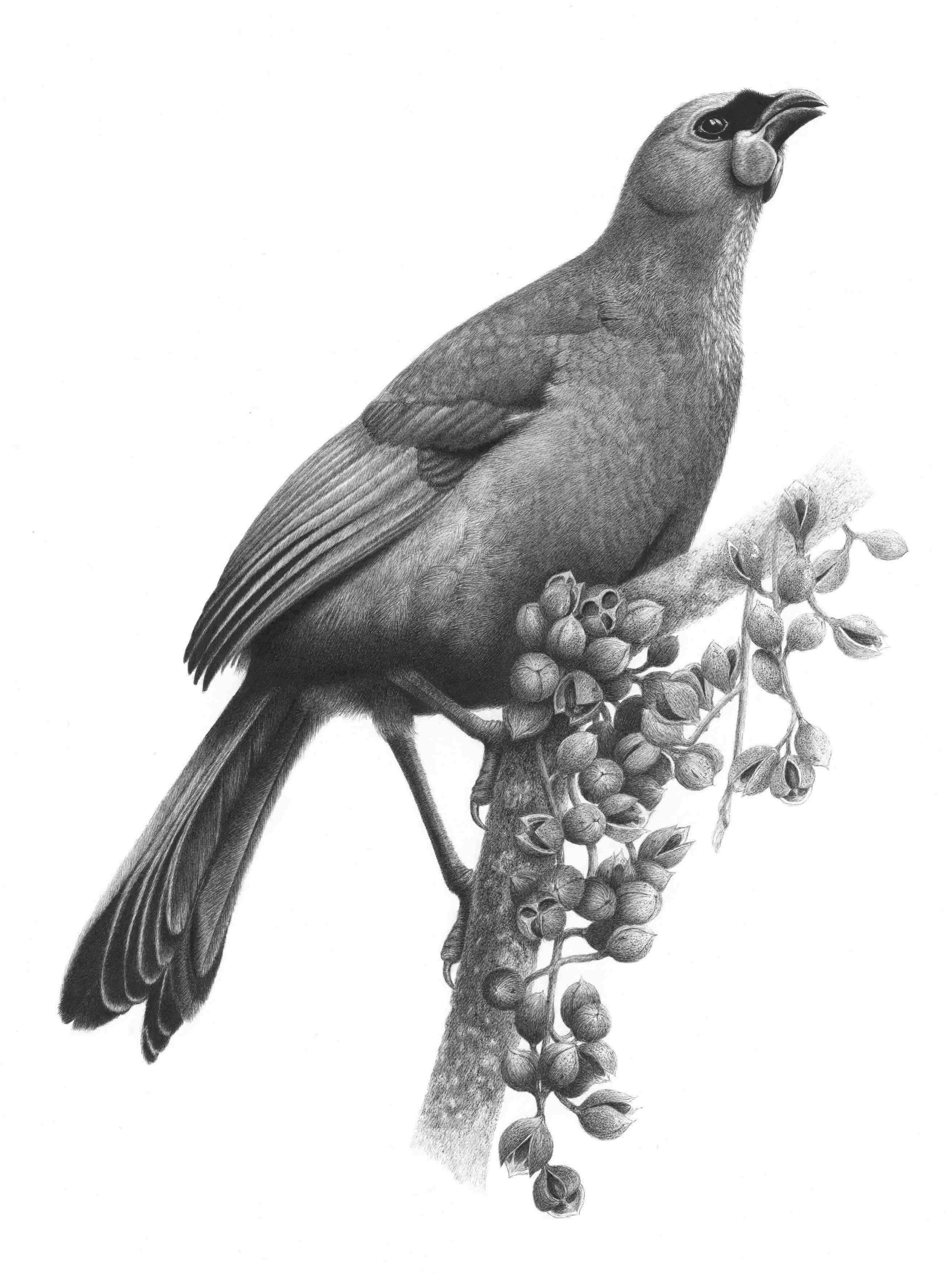 Kokako and Kohekohe.jpg