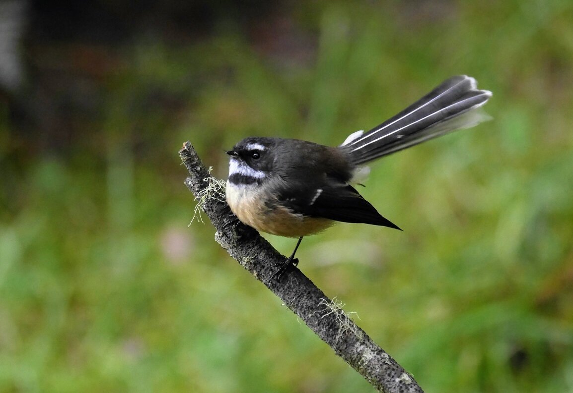 Piano Flat Fantail.jpg