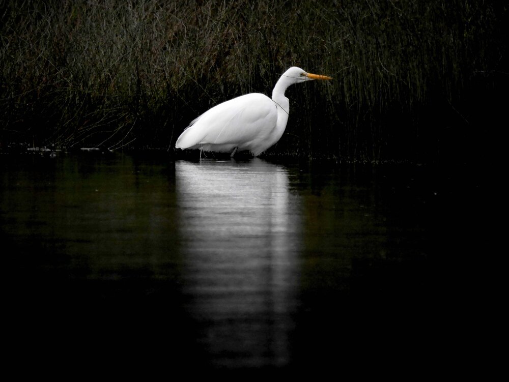 Herman fishing in the early evening