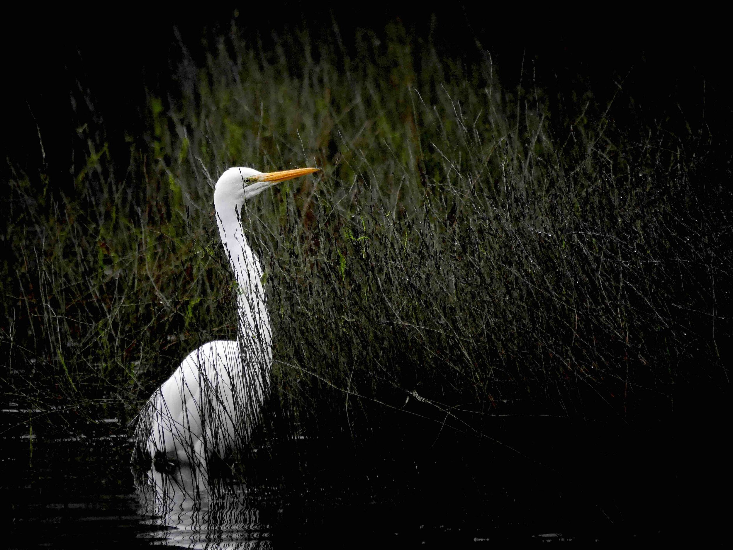 Herman fishing in the early evening