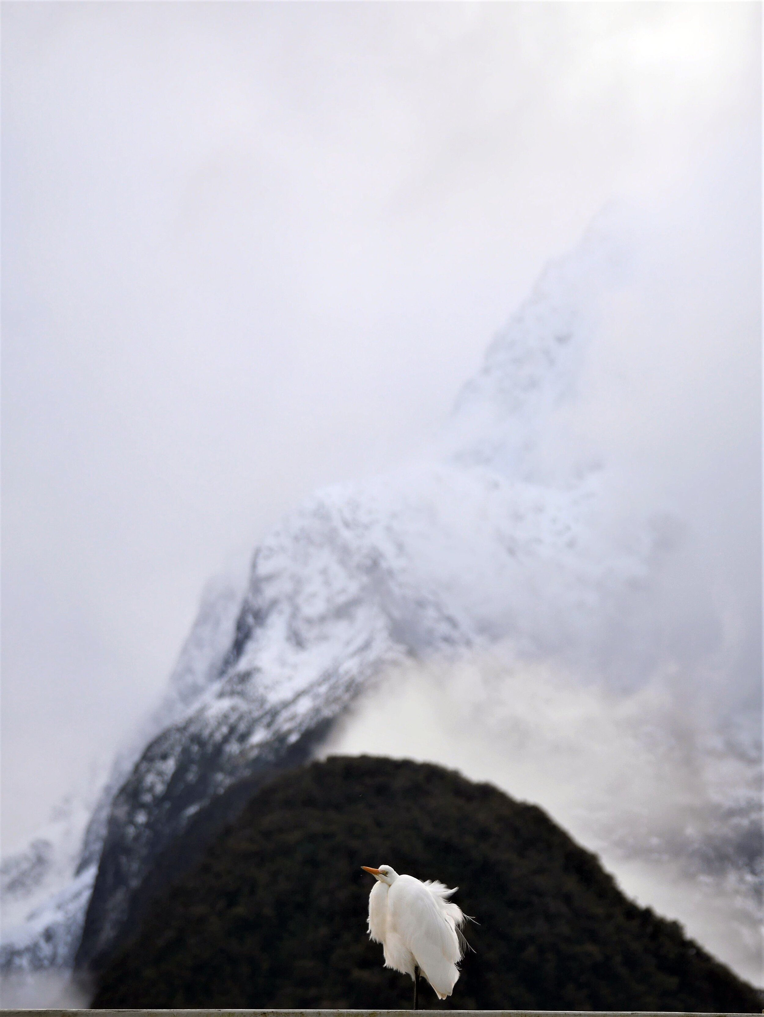 Herman stands majestically in front of the Fiord