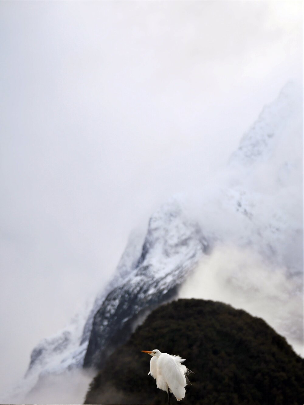 Herman stands majestically in front of the Fiord