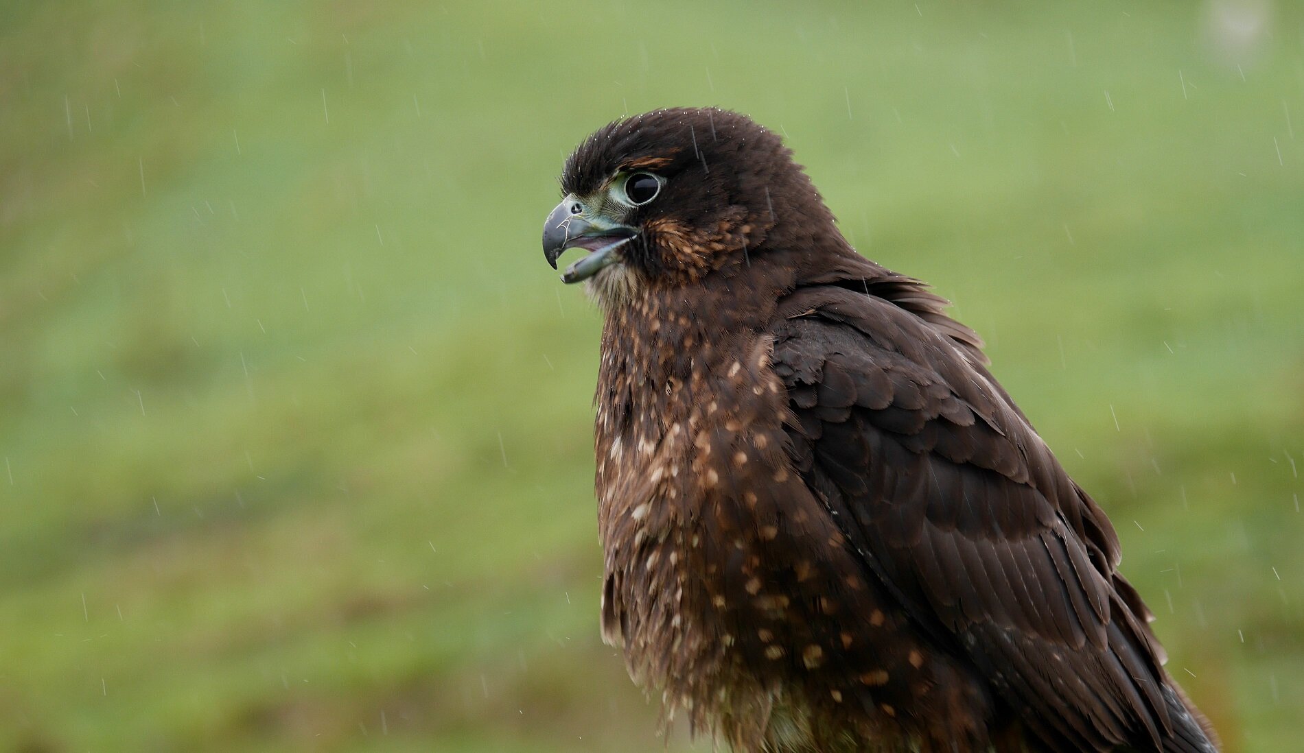 NZ Falcon in the rain.jpg