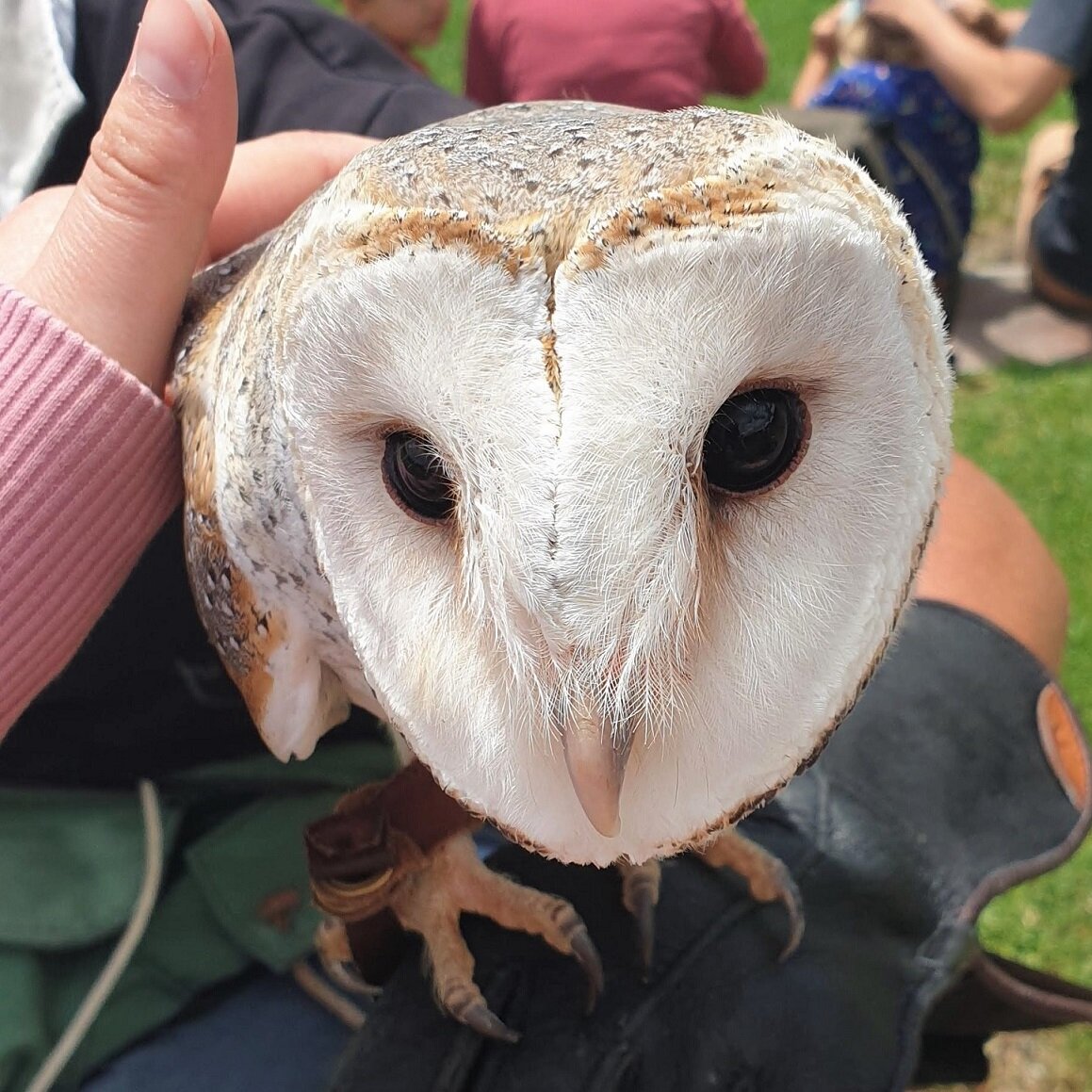 Wingspan Birds of Prey Trust Jarli the barn owl.jpg