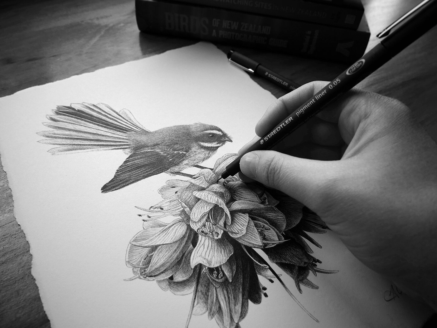 Banner Hannah drawing Spring Visitor fantail artwork.jpg