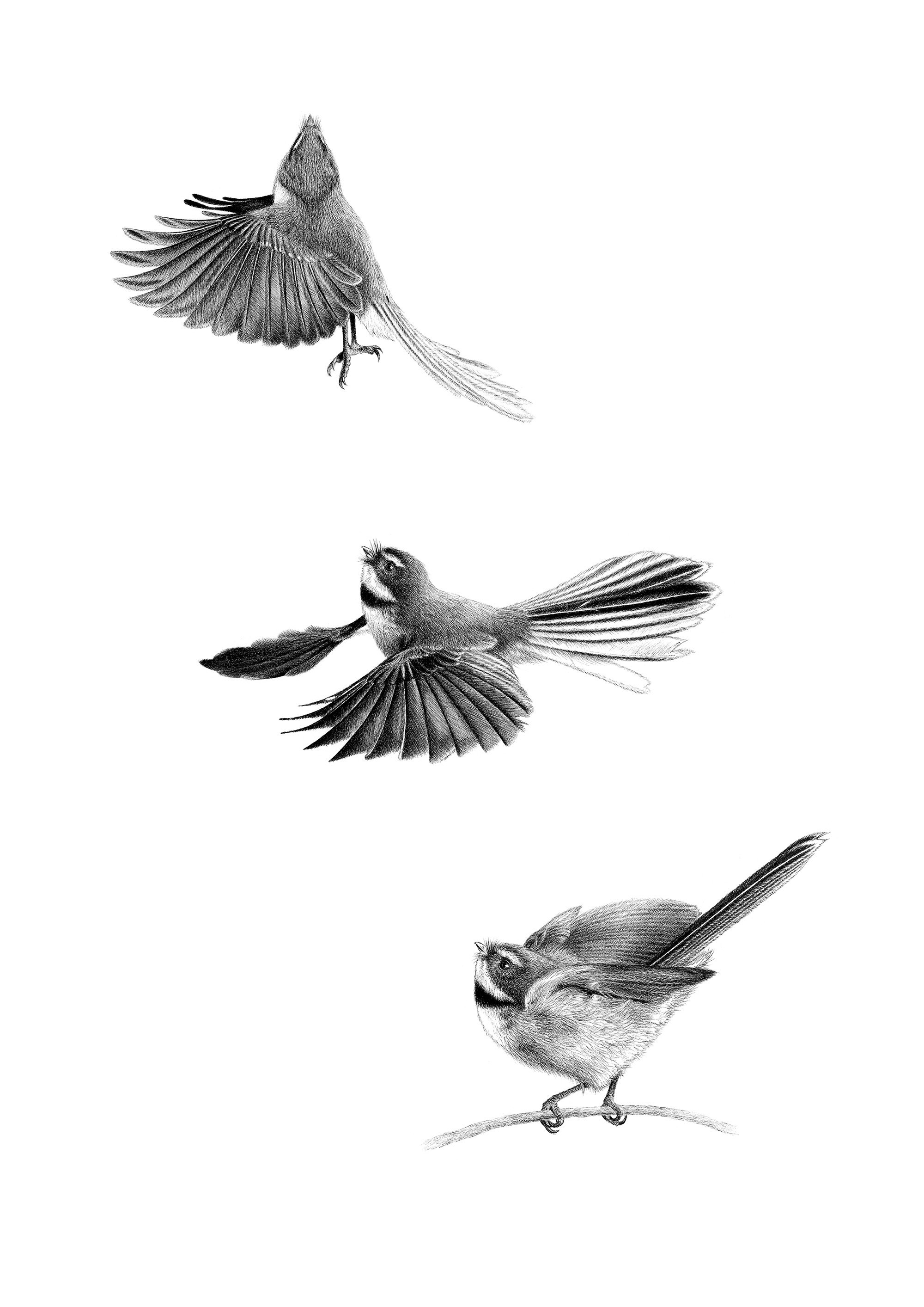 Fantail flying piwakawaka artwork Take flight by Hannah Shand art.jpg