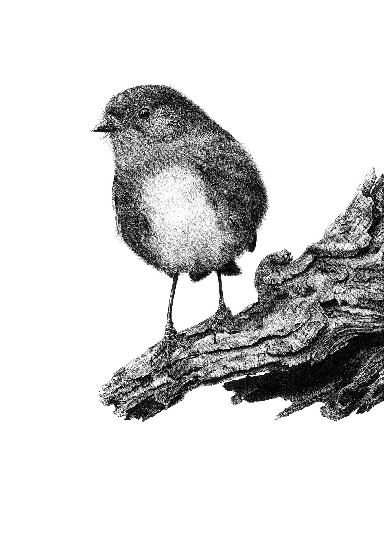 NZ South Island robin kakaruwai artwork Inquisitive Robin Hannah Shand Artist.jpg