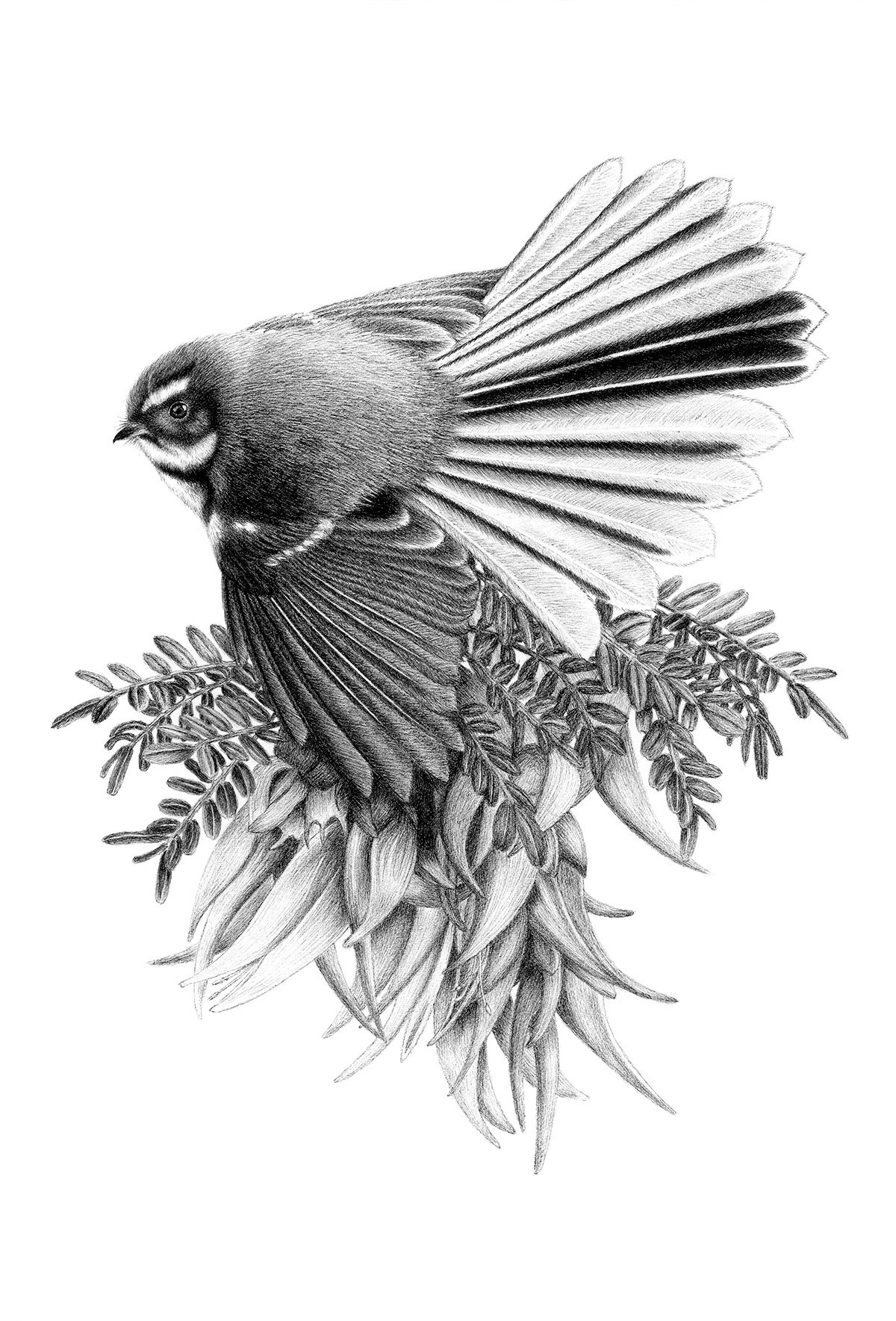 A Pretty Perch artwork by Hannah Shand Art fantail pīwakawaka bird native NZ Bird Art Kākābeak ngutukākā plant.jpg