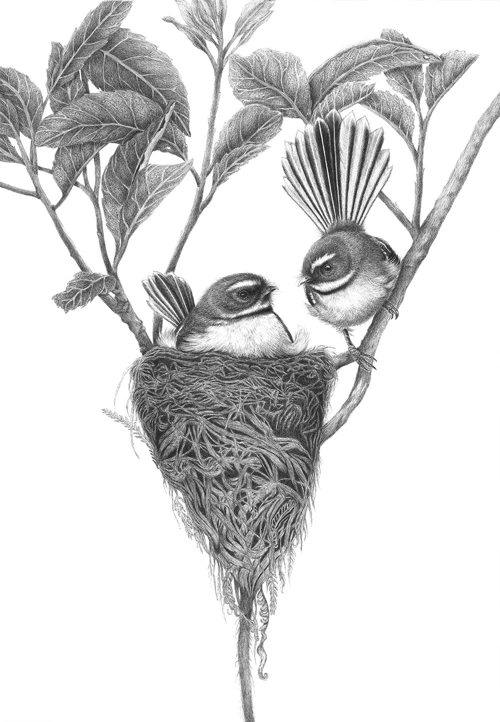 Expecting artwork by Hannah Shand Art fantail pīwakawaka bird native NZ Bird Art fantail nest.jpg