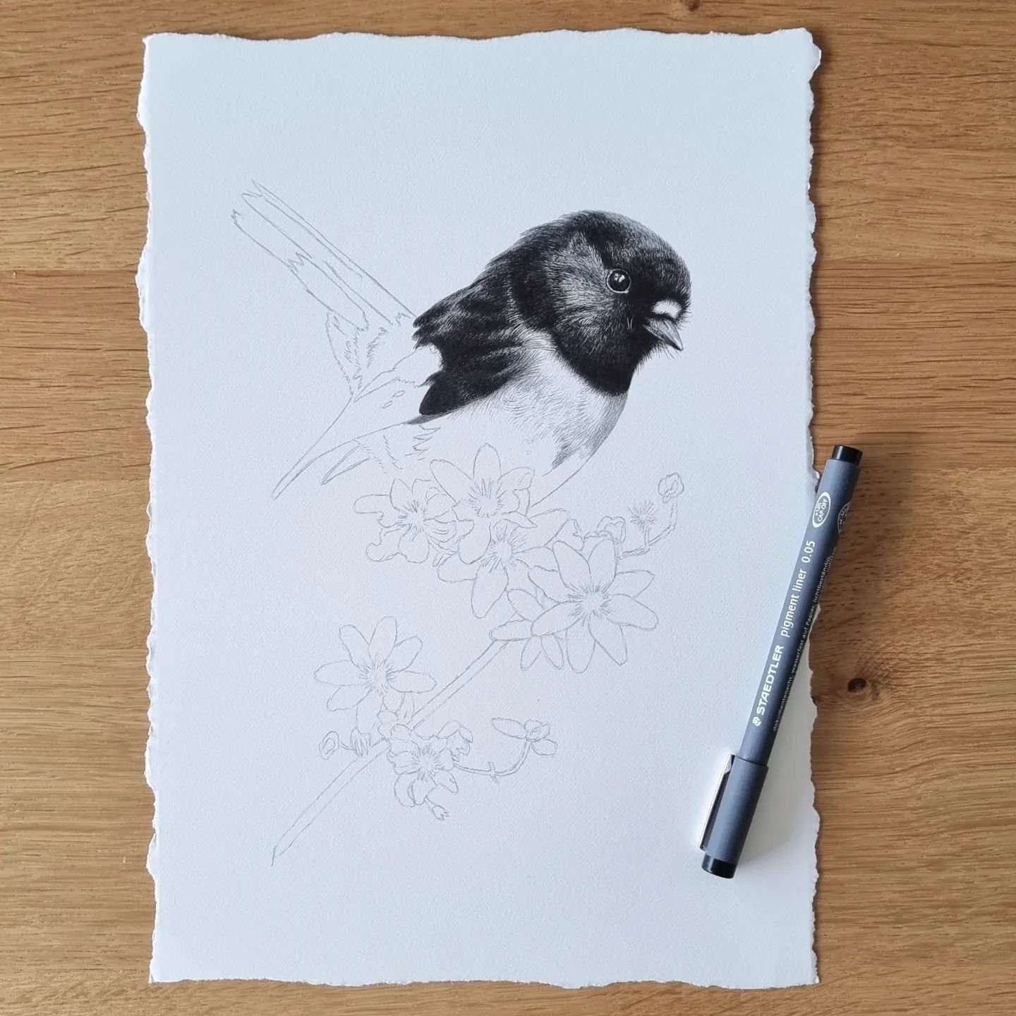 My current work in progress artwork is inspired by my new home in the Bay of Islands. I photographed this gorgeous miromrio (tomtit) when I visited Moturua Island last year and the puawhananga (NZ native clematis) plant from a dear friend's gardens. 