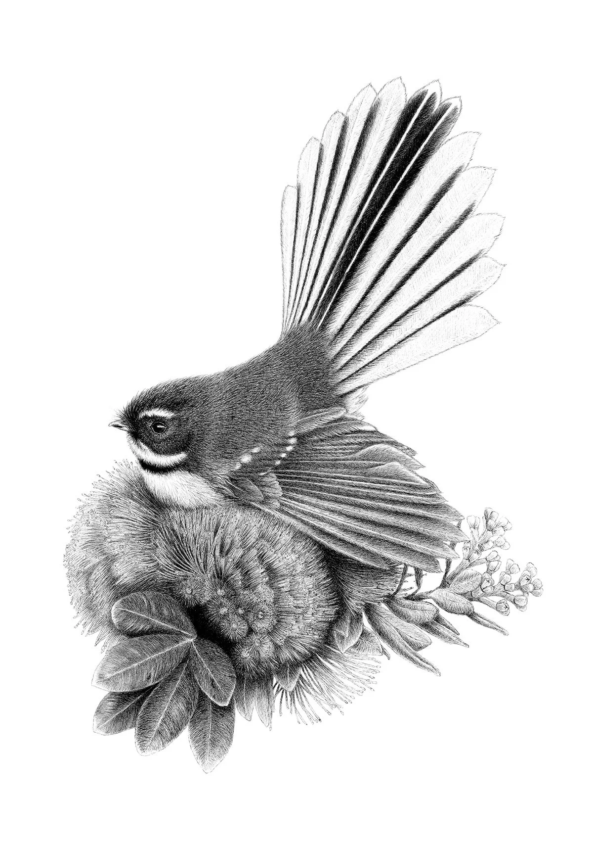 Fantail piwakawaka artwork Pohutukawa Perch by Hannah Shand art Native NZ Bird Art.jpg