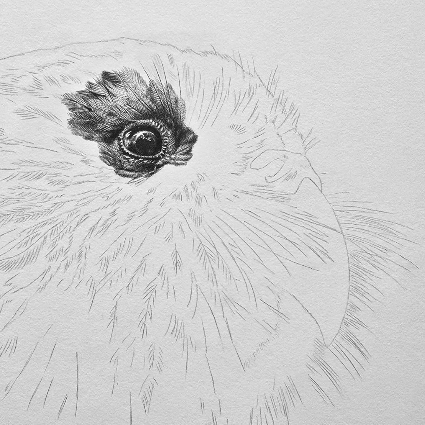 I&rsquo;m so excited to share a sneak peek of my latest artwork &mdash; the beautiful kākāpō 💚

I&rsquo;ve wanted to draw one of these incredible native birds for such a long time, so I&rsquo;m absolutely loving working on this piece. The image show