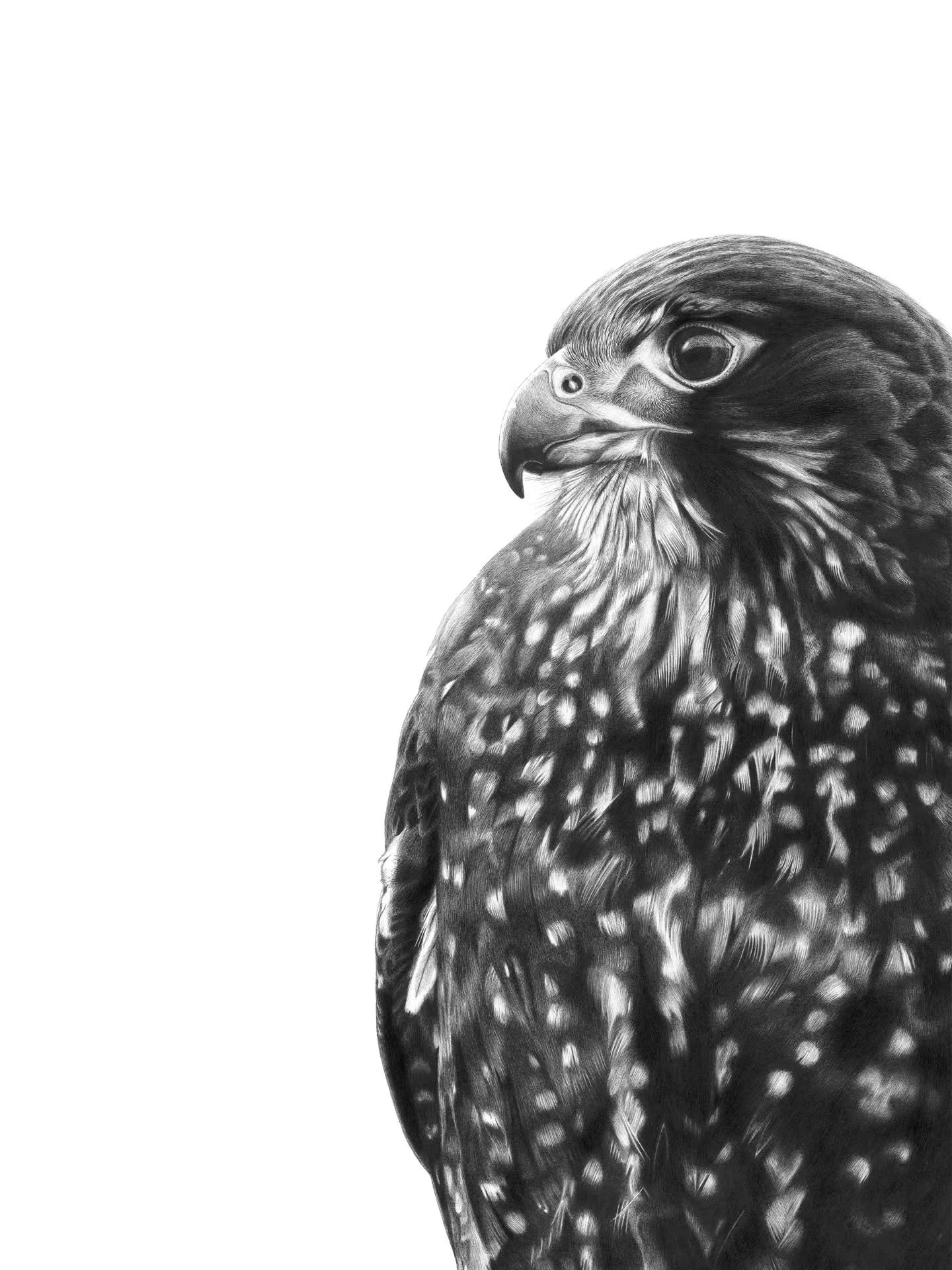 🎉 Congrats to the kārearea / NZ Falcon for winning the @forestandbird Bird of the Year competition! 👏👑

To celebrate this and fundraise for Forest and Bird, 50% of Fearless Falcon print sales will be donated for this week! 

They are the most maje