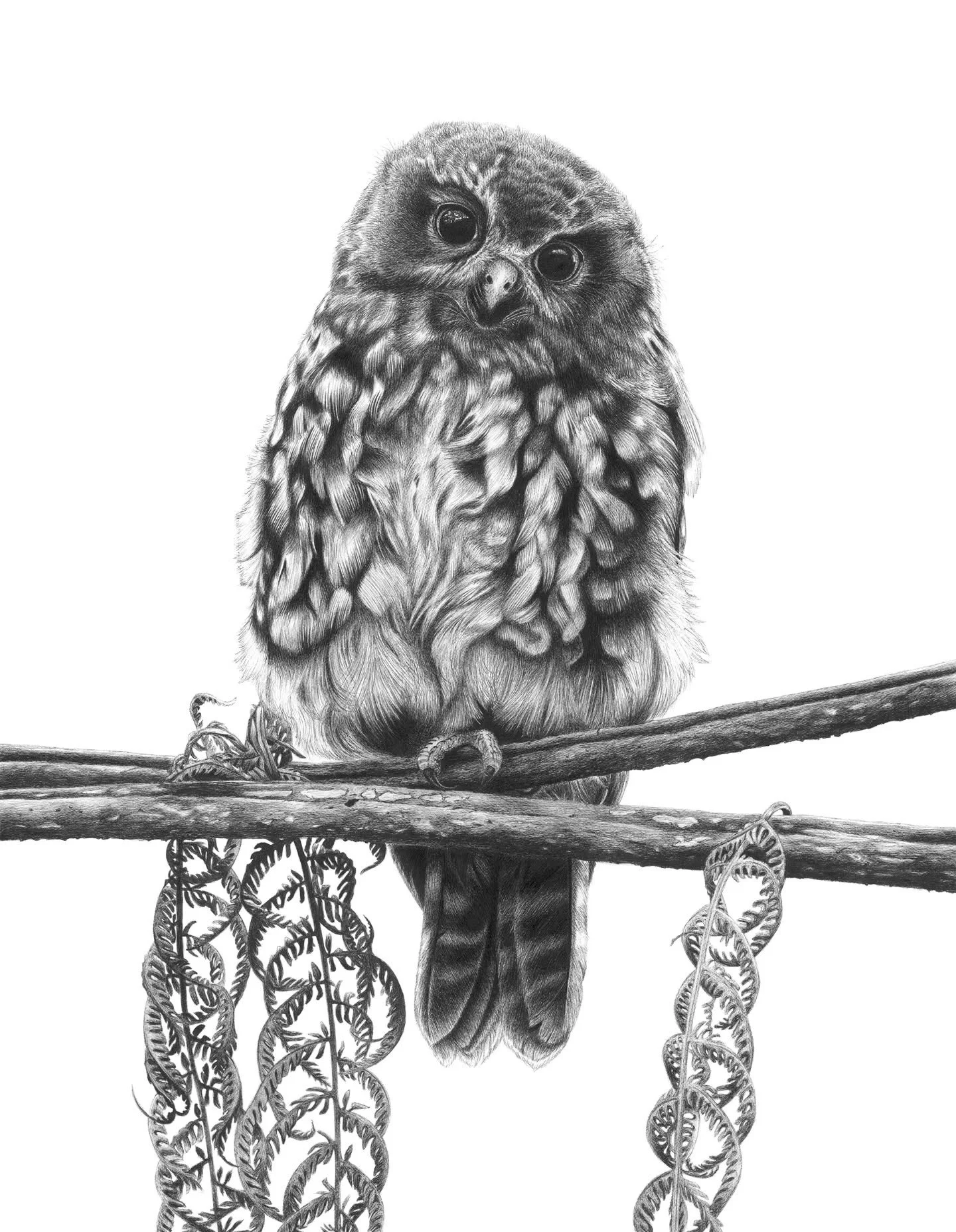 Hoo hoo - Final day for last-minute Christmas orders 🦉💝