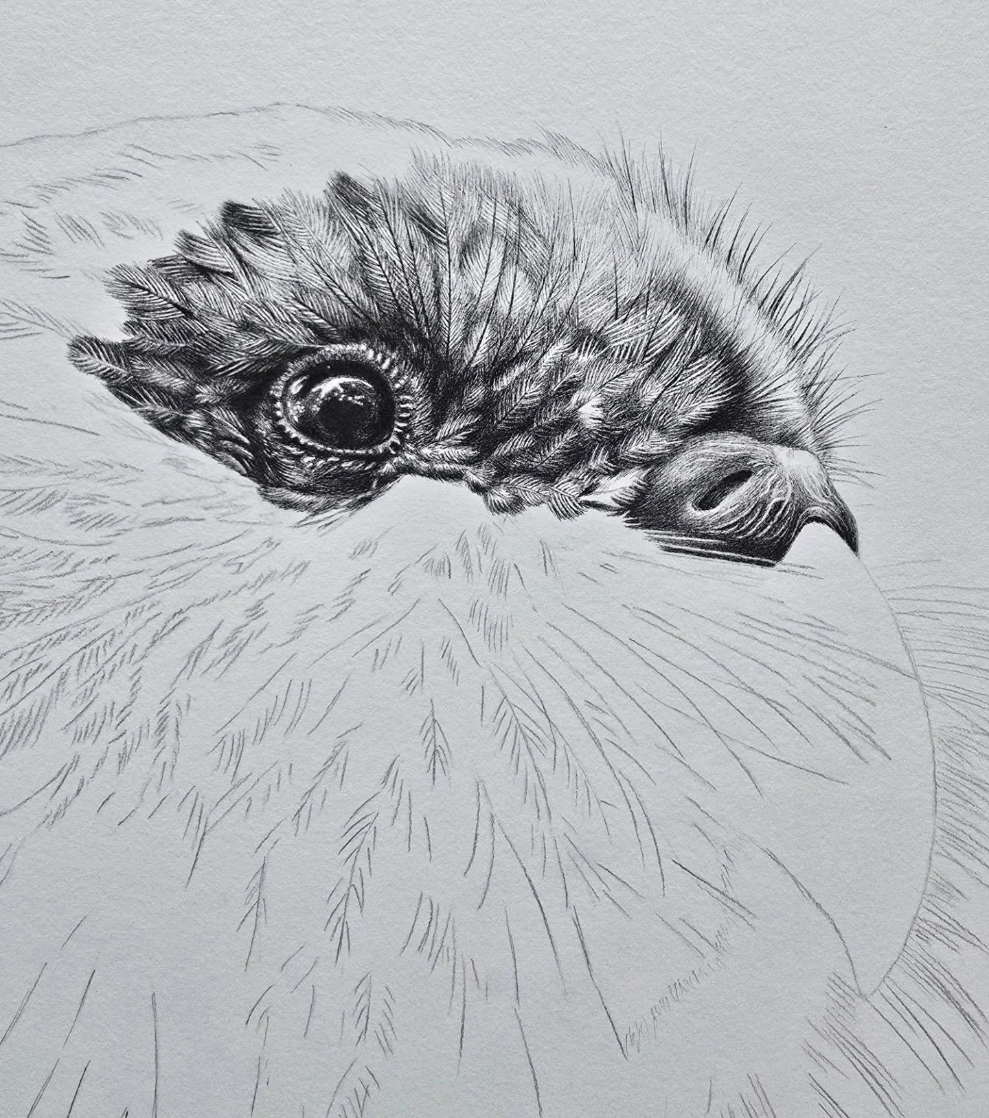 Hello, old friend 💚 I'm so excited to be working on you again! 

Last year was very busy - with 3 exhibitions to plan and execute (and with a very active 2 year old at home) - this beautiful kākāpō was put on hold.

With the kākāpō's intricate feath