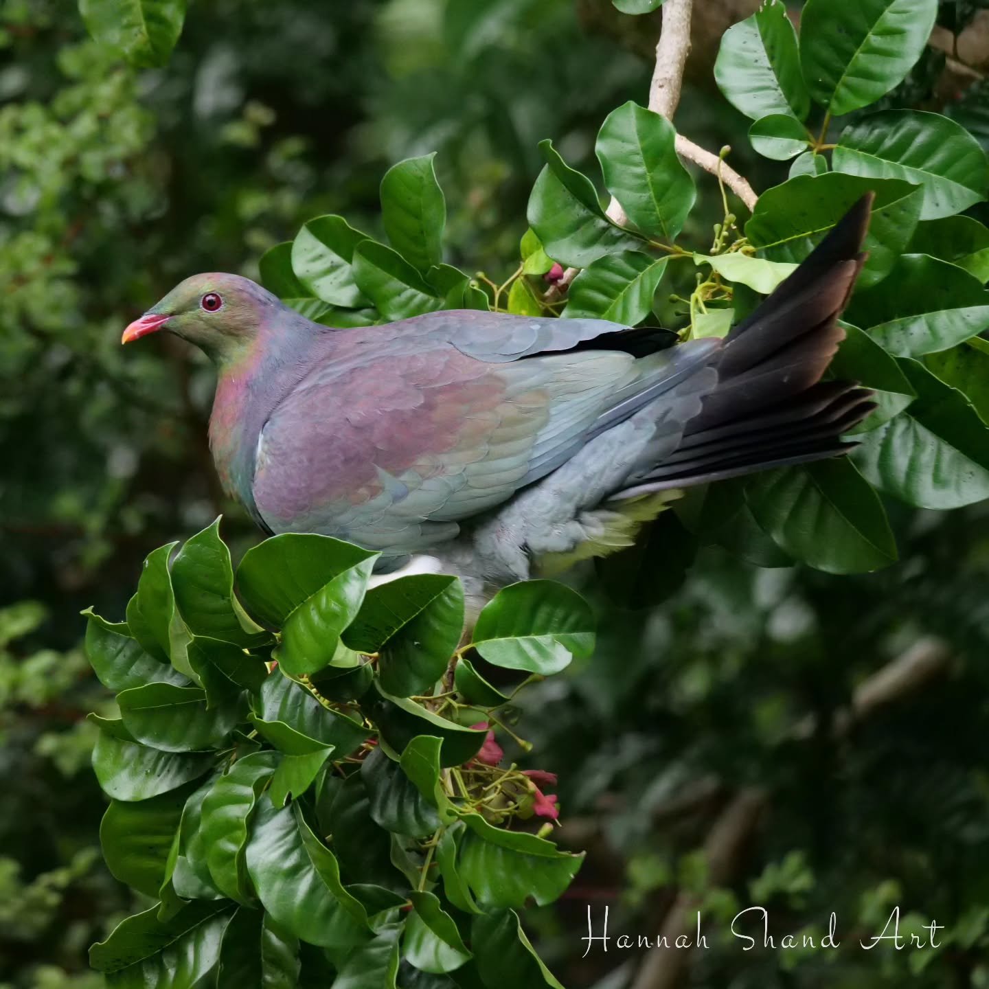 Cute thing my 2 year old said yesterday 😆

We were out on a bush walk, and a kererū flew into a tree nearby. My mum (grandma) said 'hmmm, it's not making any sounds', then my toddler replied, 'probably needs new batteries' 🔋🐦

If you have any stor