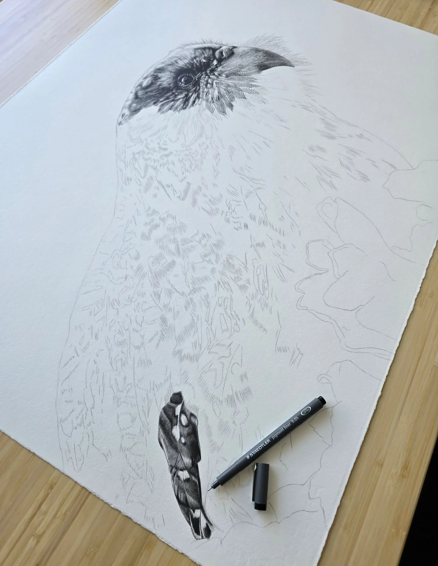 Artwork update - I'm loving drawing this beautiful kākāpō - each feather is so unique and interesting - and is why they have such great camouflage. I am, however, finding it the most technically difficult bird face I've ever drawn. I'm not sure if an