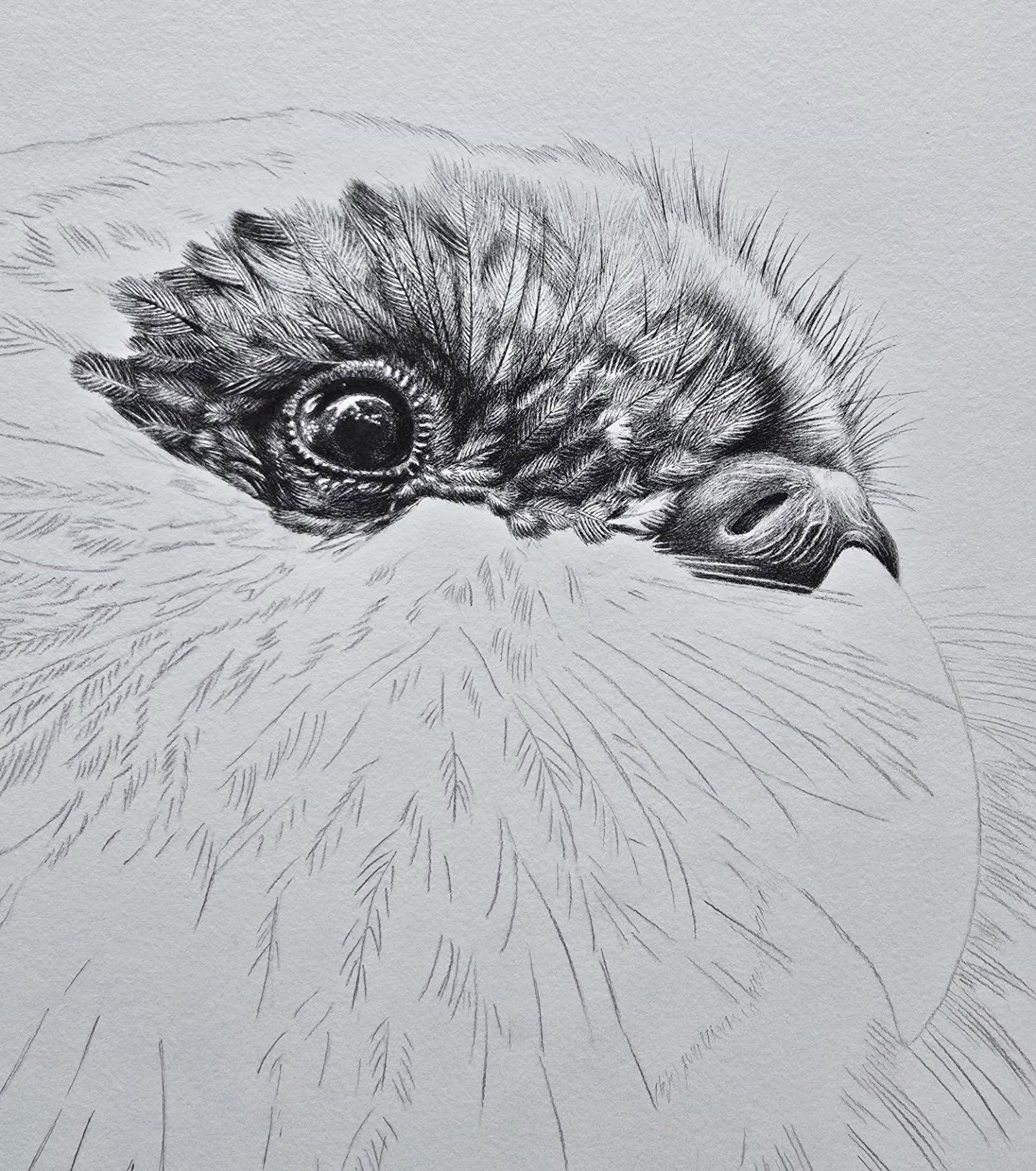 Hello, old friend 💚 I'm so excited to be working on you again! 

Last year was very busy - with 3 exhibitions to plan and execute (and with a very active 2 year old at home) - this beautiful kākāpō was put on hold.

With the kākāpō's intricate feath