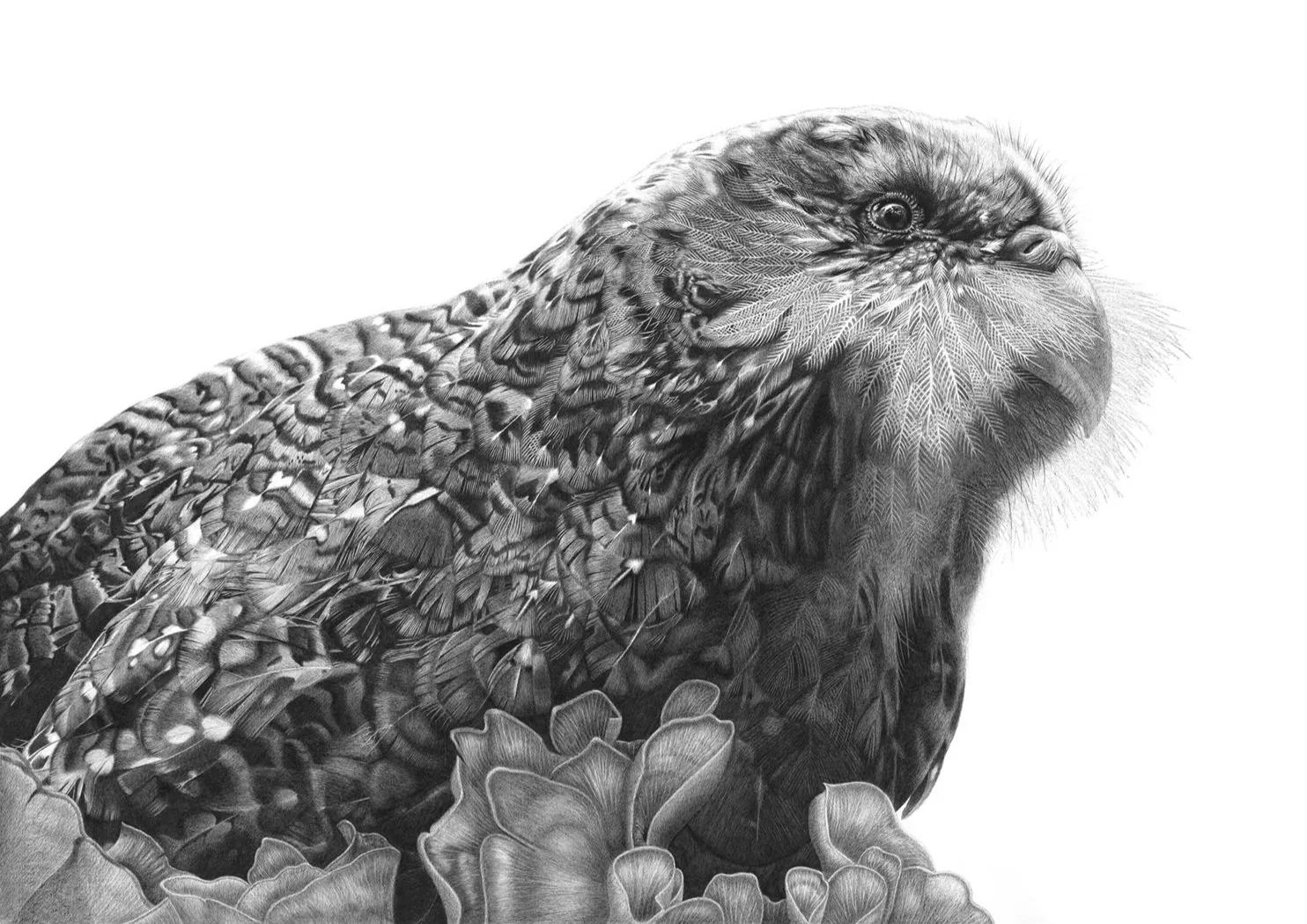 Kakapo+Kaitiakitanga+artwork+by+Hannah+Shand+Art+NZ+kakapo+bird+native+NZ+Bird+Art+Landscape+orientation.jpg