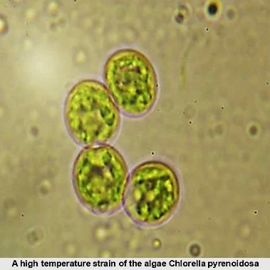 Photosynthetic Artificial Lung