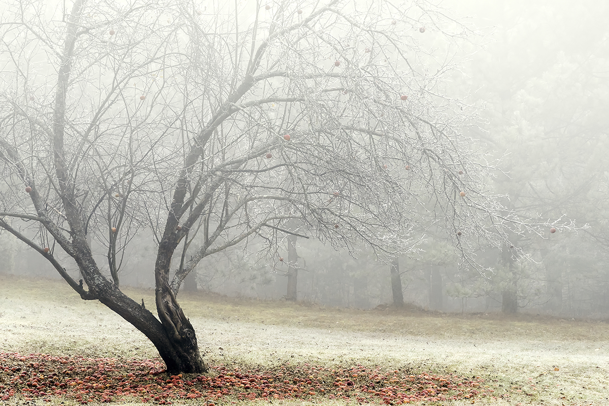 Morning Fog by Michael Bufis