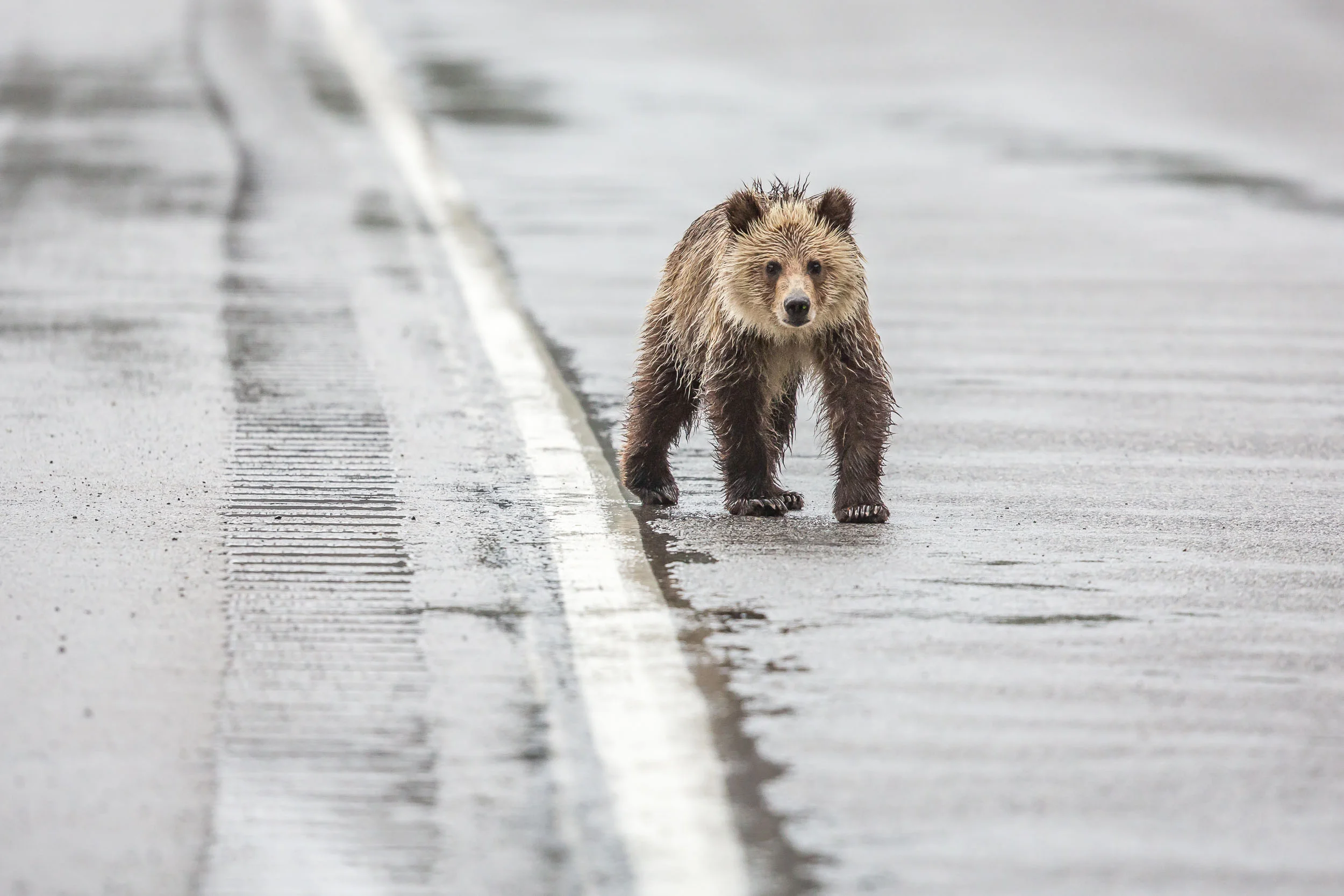Grizz and cub4-218.jpg
