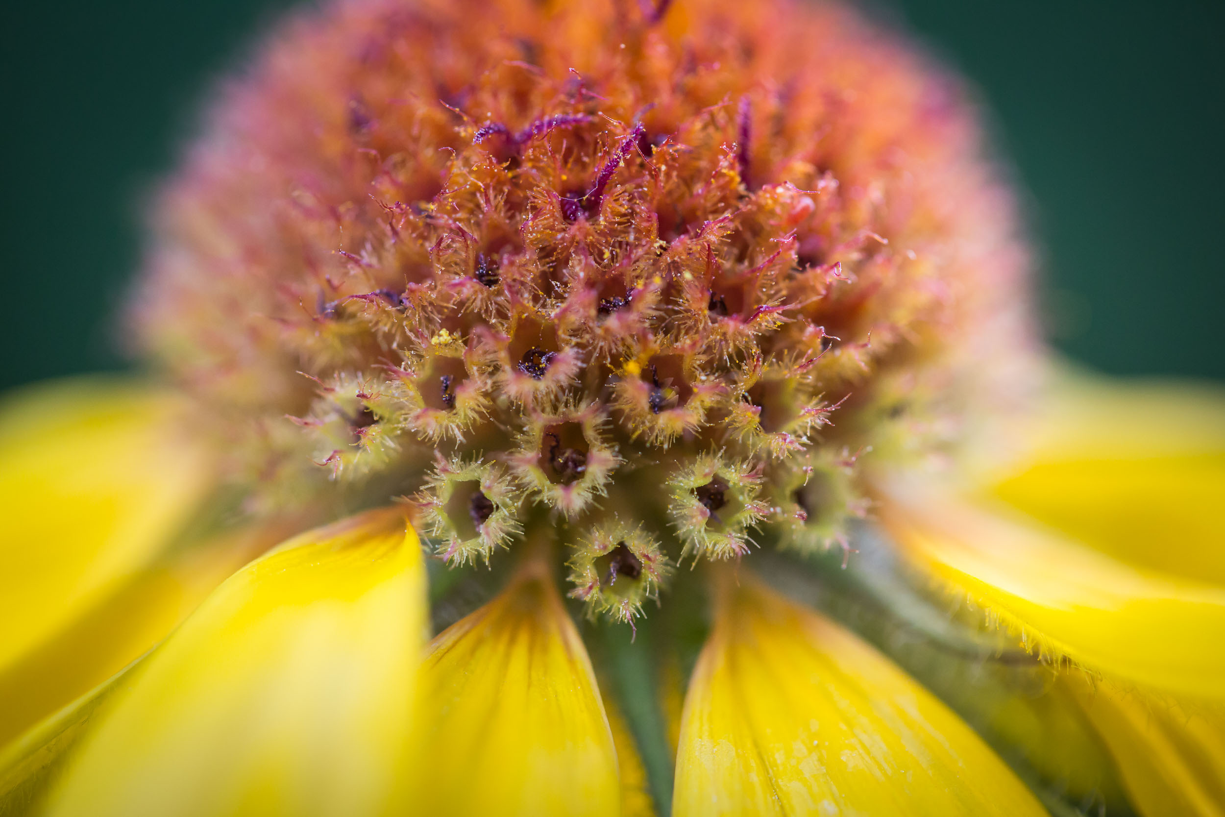 Bow Valley Flowers-93.jpg