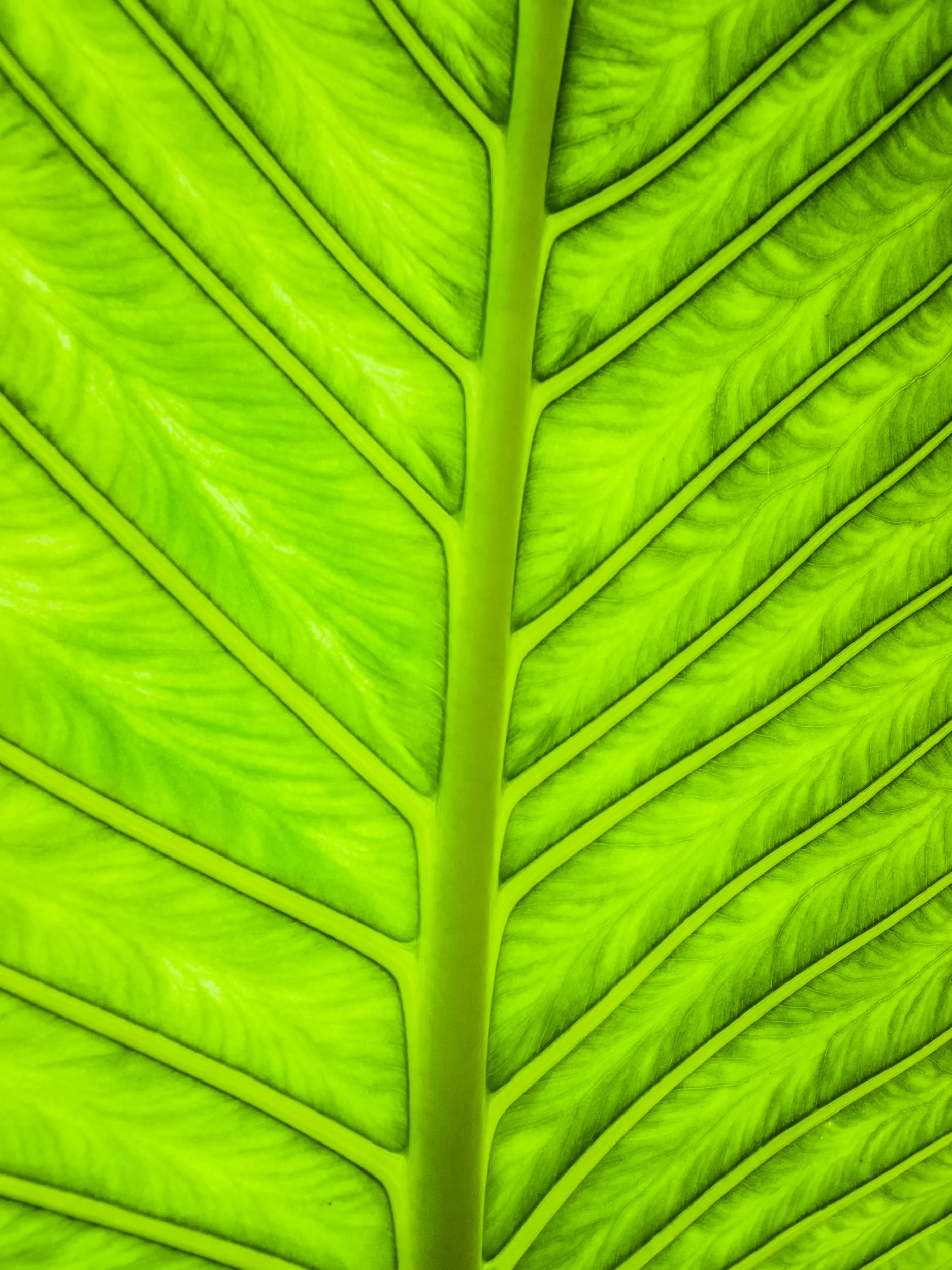 Trees