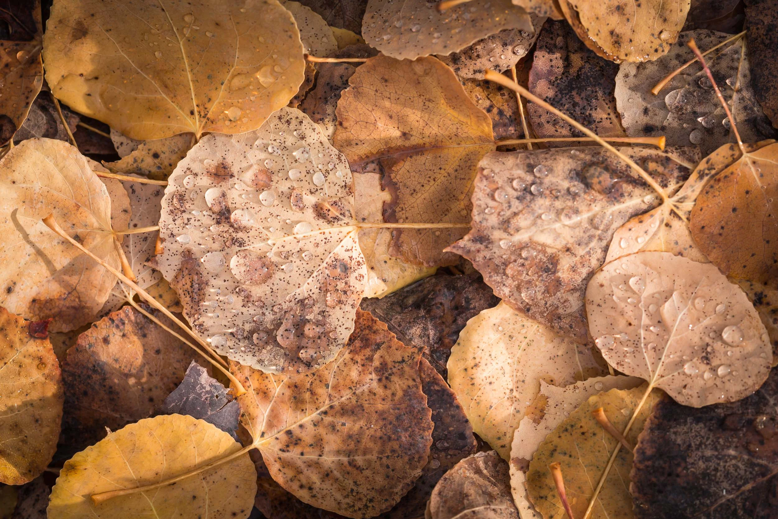 S. Alberta Oct 2014-140.jpg