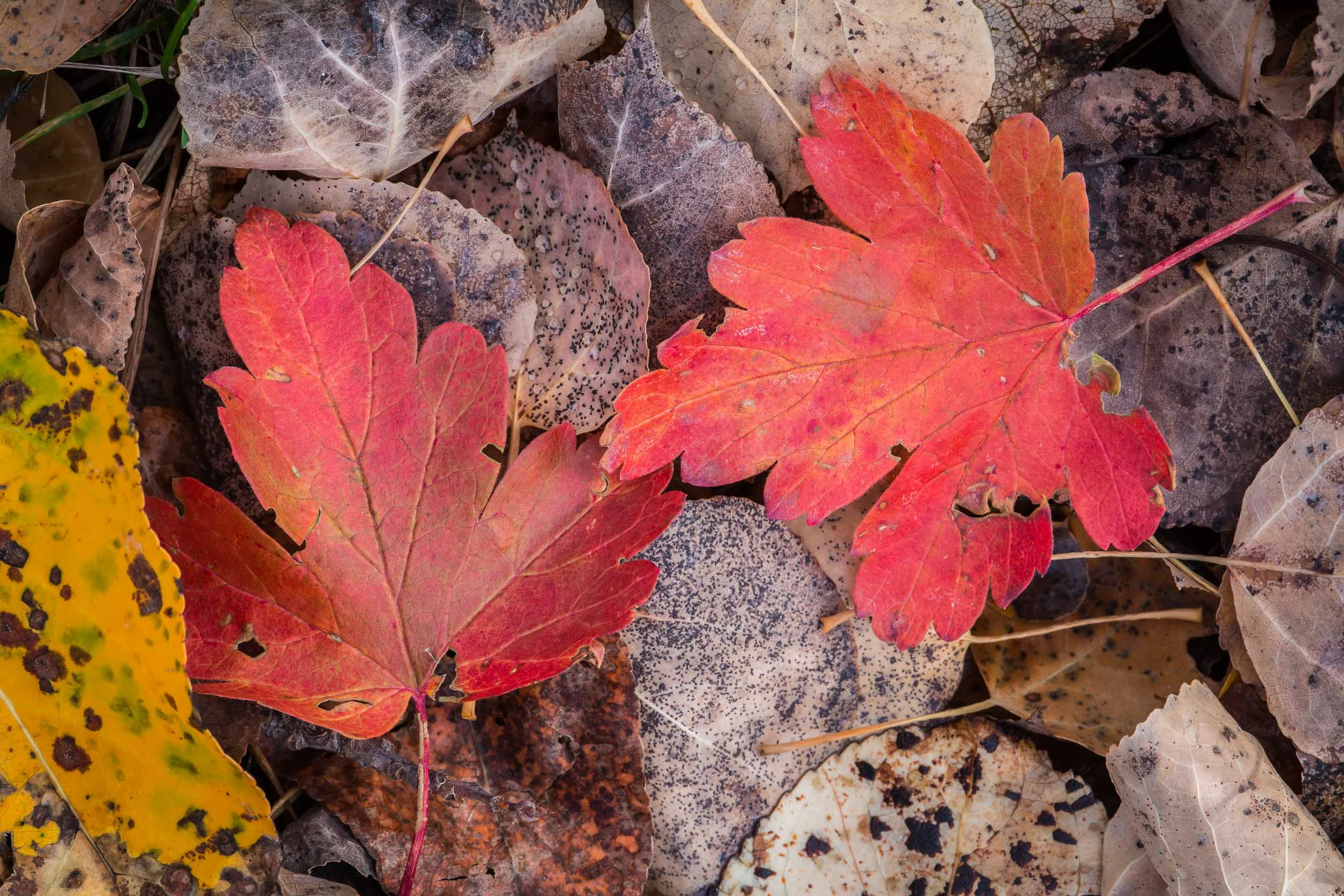 S. Alberta Oct 2014-175.jpg