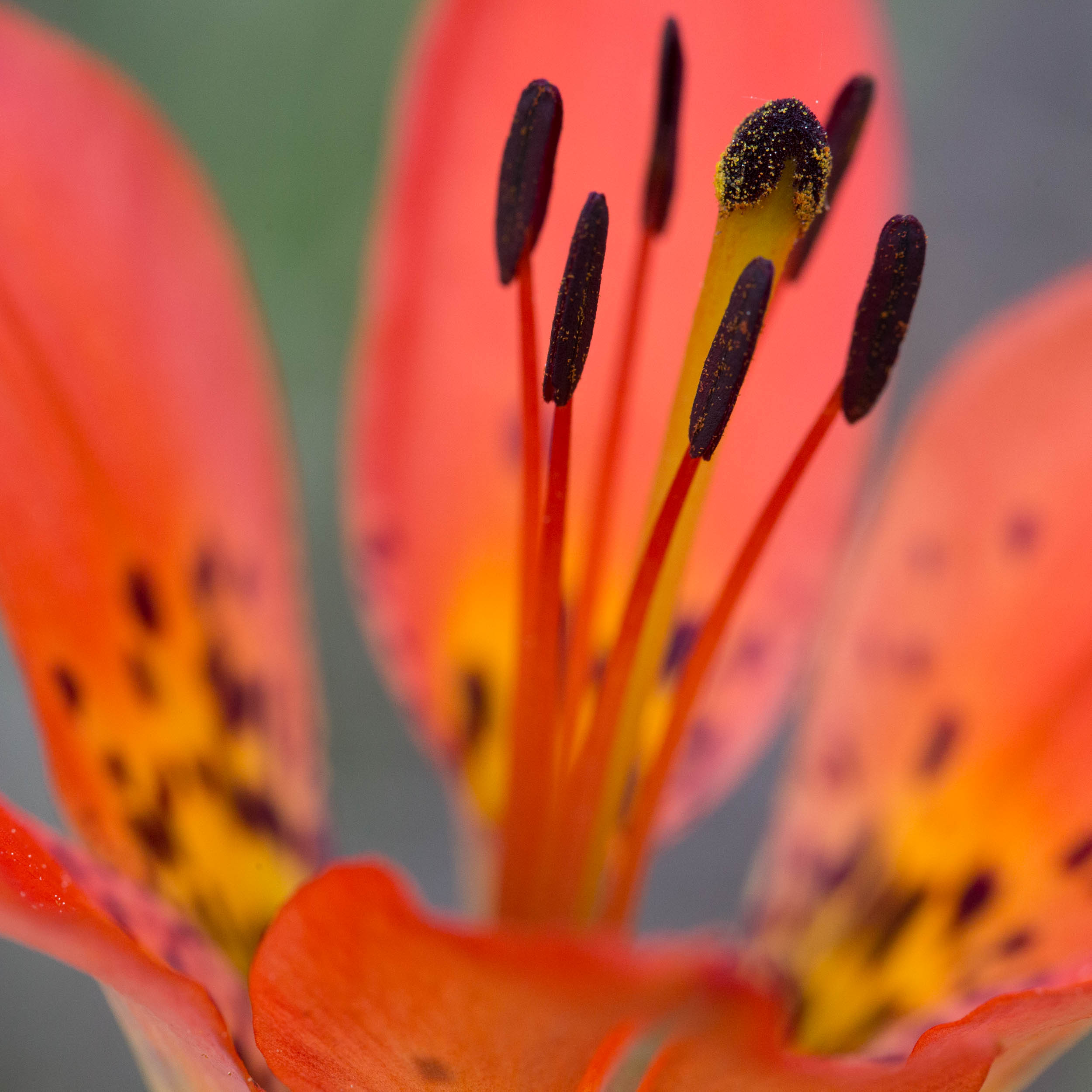 Spring 2014-142.jpg