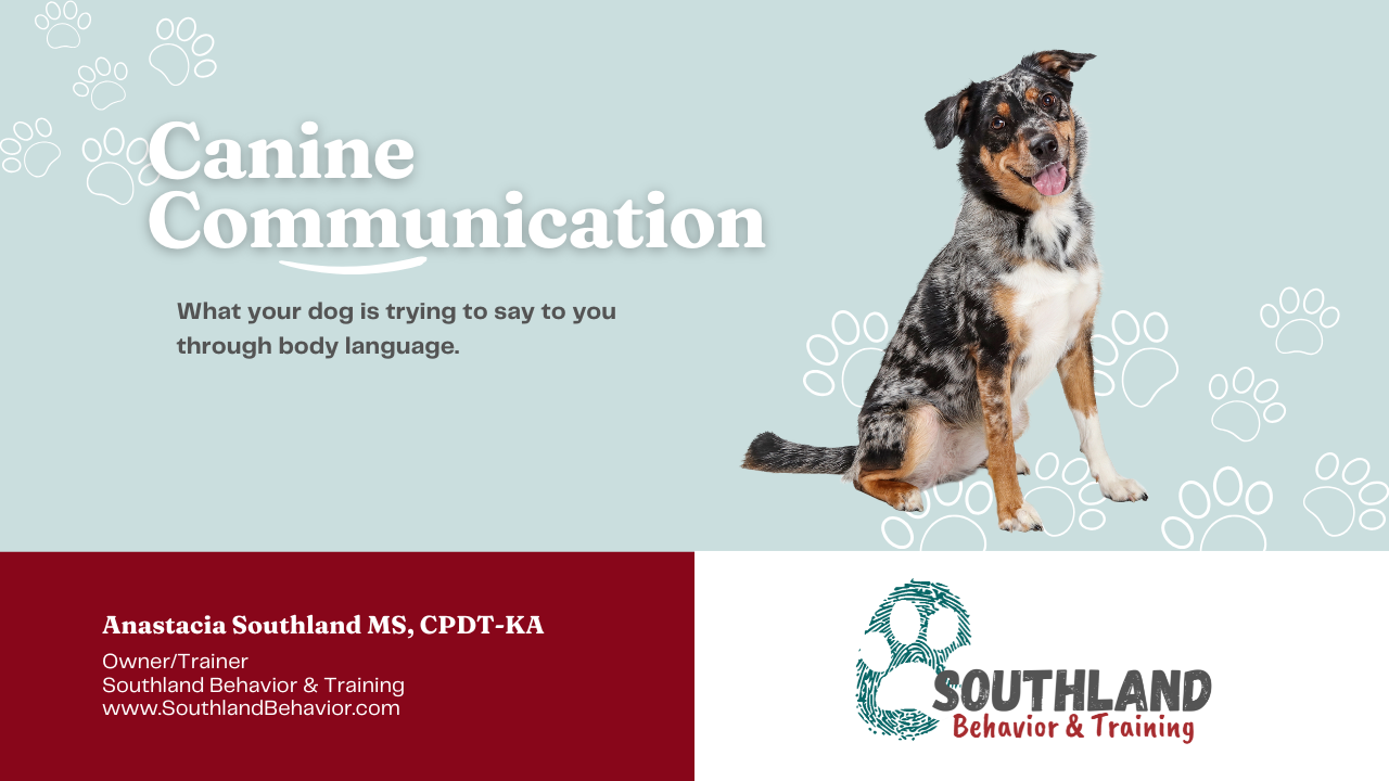 Canine Communication: What your dog is trying to say to you through body language