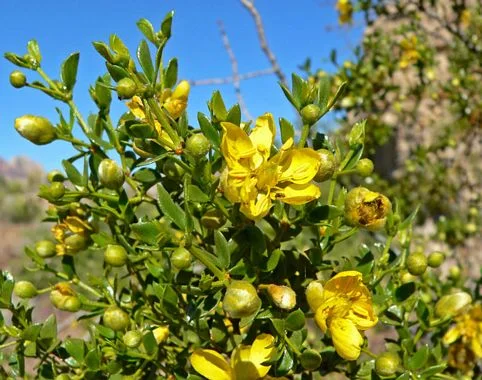 Larrea_tridentata_image65.jpg