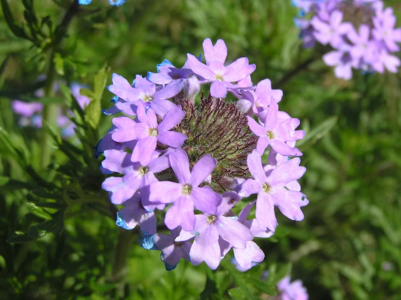 Gooding's Vernena (Glandularia goodingii)