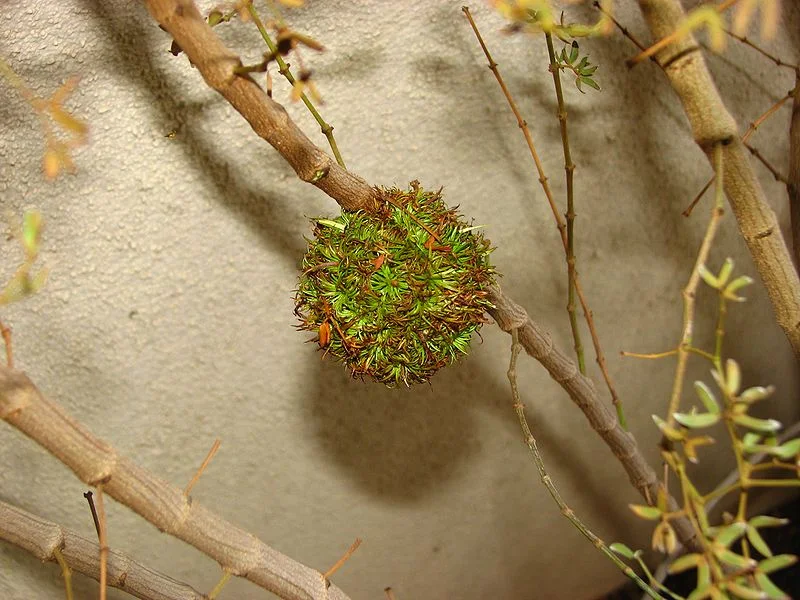 Midge gall on creosote bush