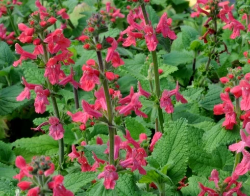 Stachys coccinea (1).jpg