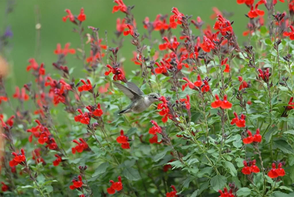 salvia-1.jpg