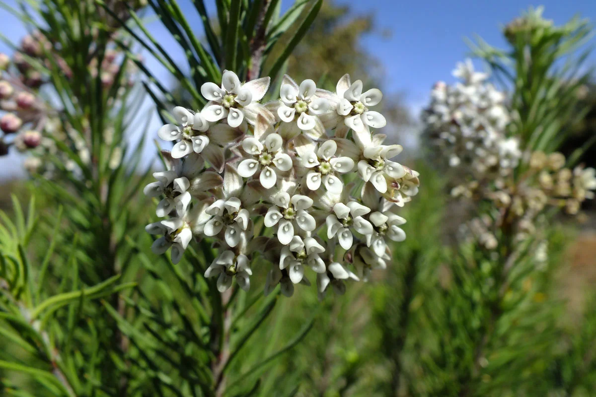 DSCF6231Asclepiaslinaria.jpg