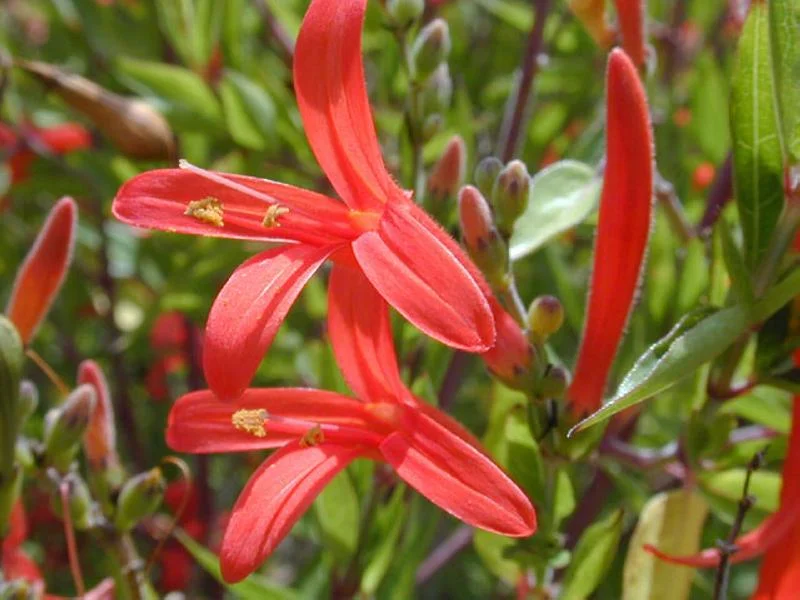 Anisacanthus-quadrifidus-var.-wrightii-Flame-Acanthus_Drought_Tolerant_Landscaping.jpg