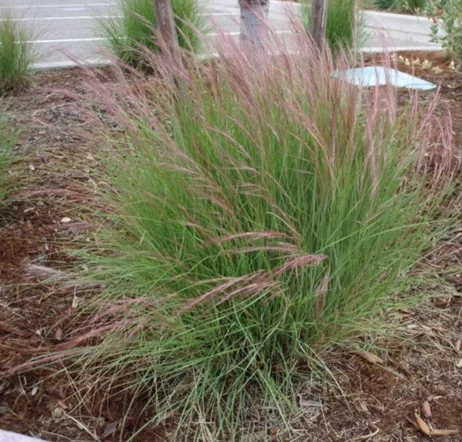 Aristida-purpurea-3.jpg