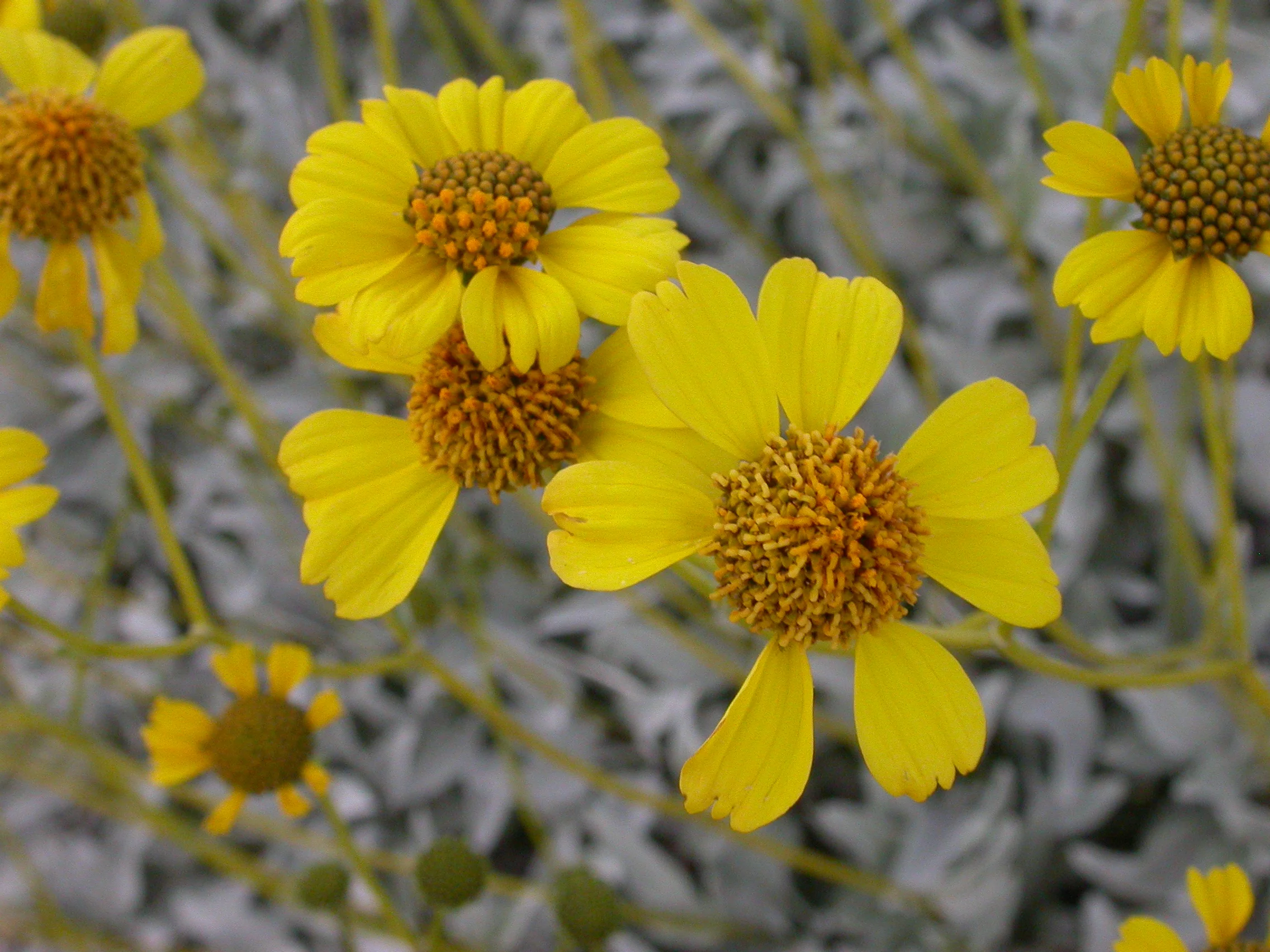 Encelia_farinosa_capitulum_2005-02-20.jpg