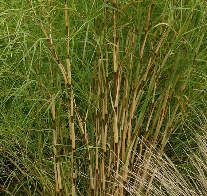 Muhlenbergia-dumosa2936.jpg