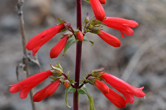 4504Penstemon-eatonii,-Firecracker-Penstemon700x465.jpg