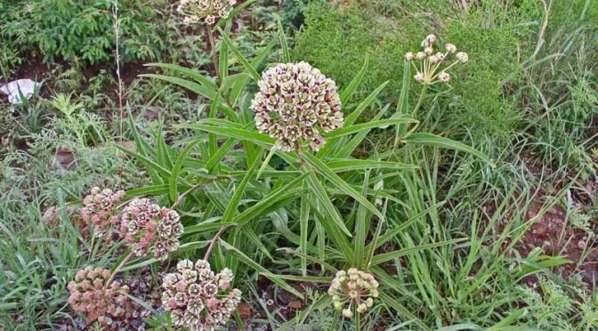 asclepias-asperula-4-672x372.jpg