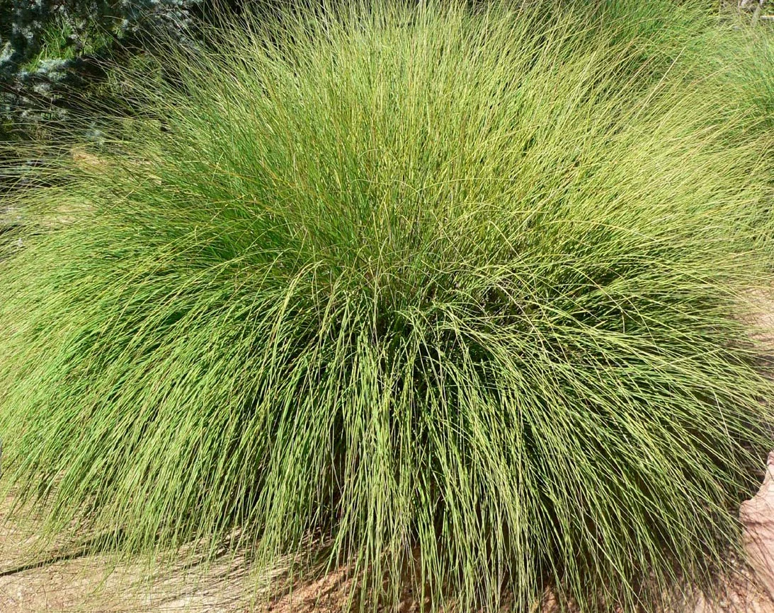 Muhlenbergia_rigens_form.jpg
