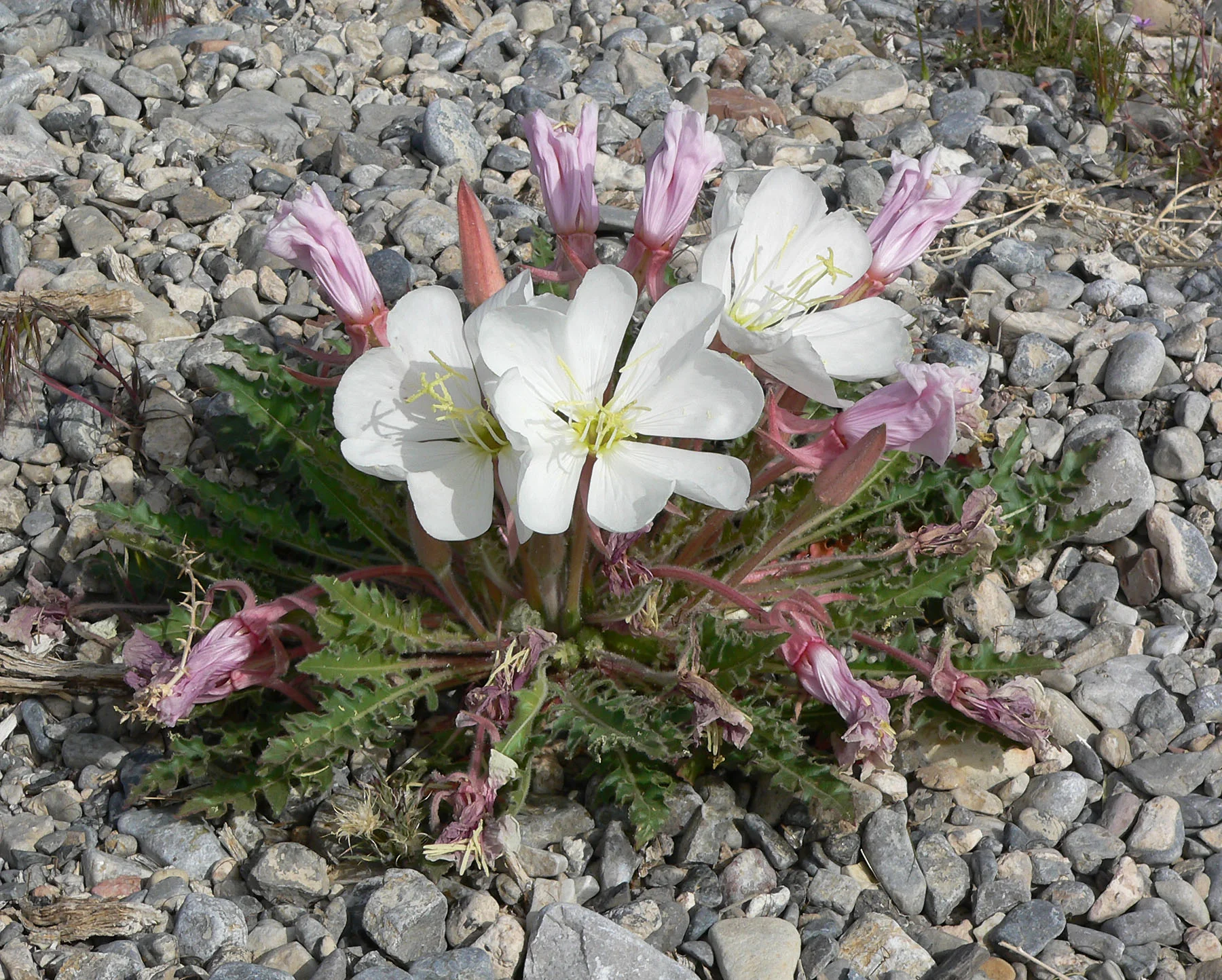 Oenothera_caespitosa_var_marginata_4.jpg