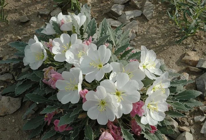 Oenothera-caespitosa.jpg