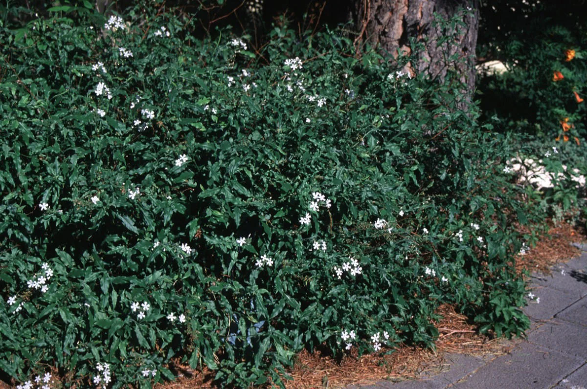 plumbago_scandens_2.jpg