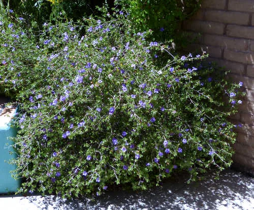 ruellia-peninsularis.jpg
